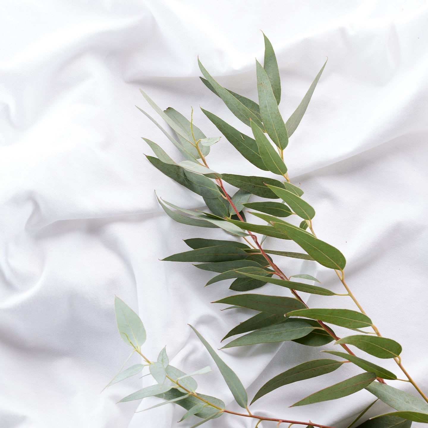 Nature Tencel Pillow Protector