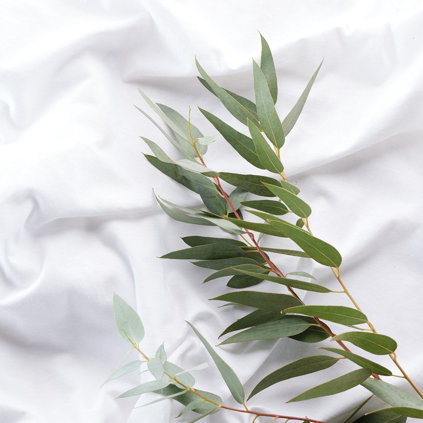 Nature Tencel Mattress Protector